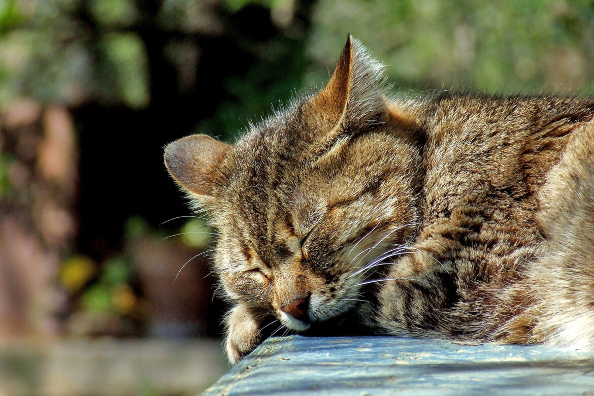 catnews