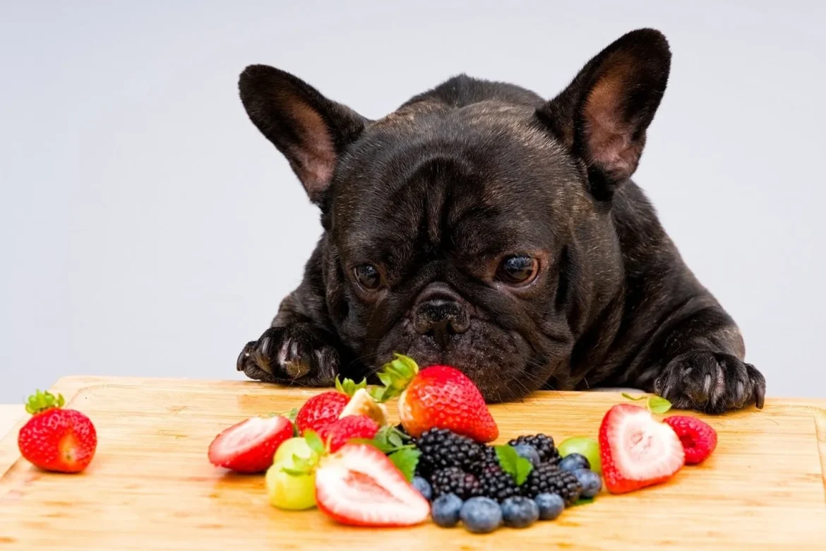 Francuski buldog pored bobičastog voća – mogu li psi jesti voćeberries