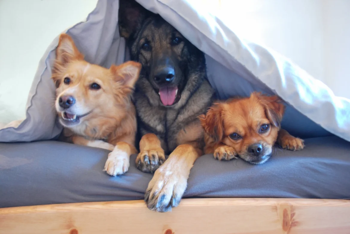 dogs in bed 2021 08 29 01 20 27 utc